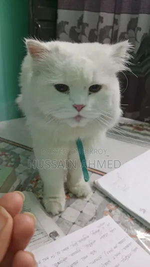 1+ Year Male Purebred Persian