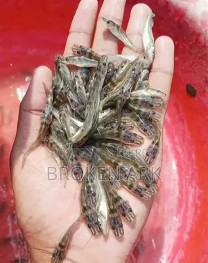 Aorh Fish Fry