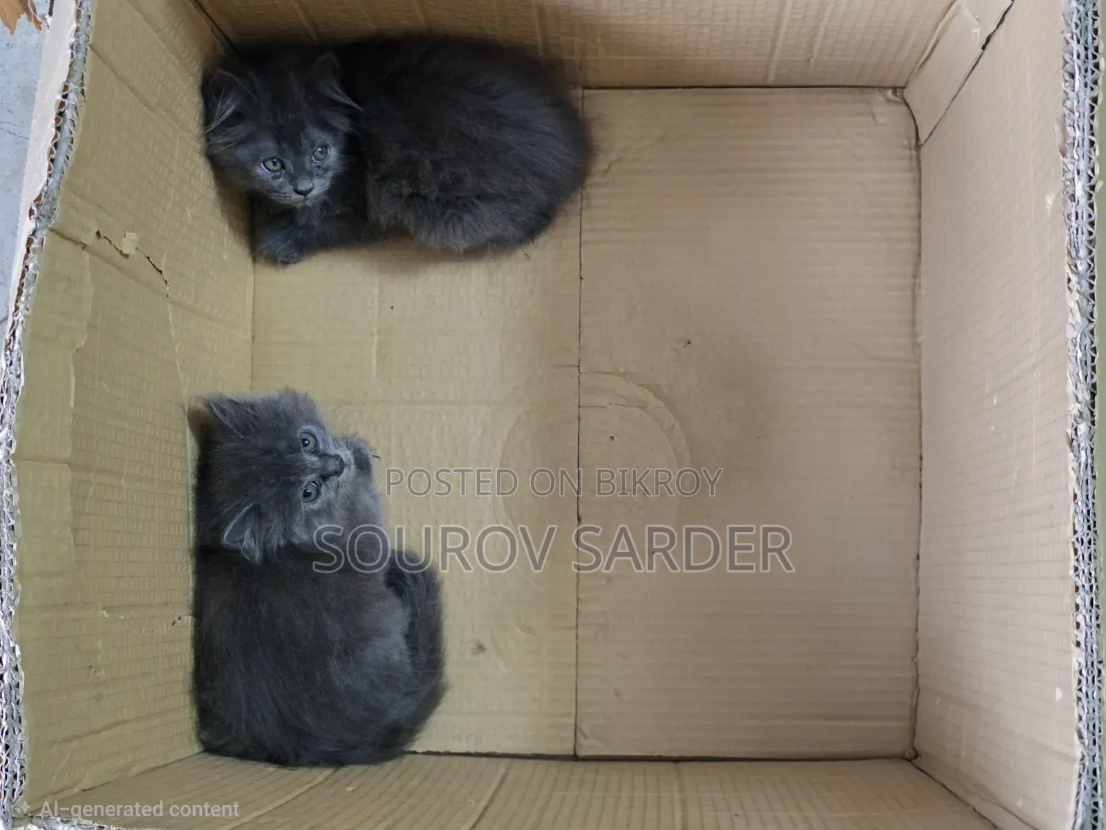 1-3 months Female Purebred Persian