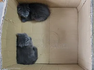 1-3 months Female Purebred Persian