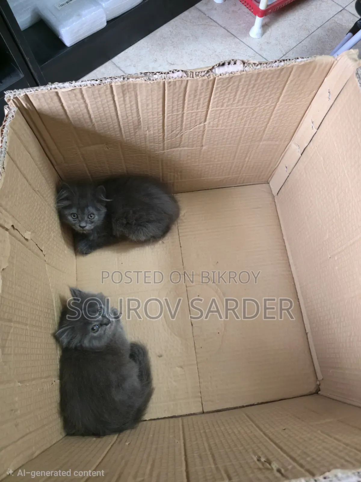 1-3 months Female Purebred Persian