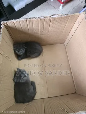 1-3 months Female Purebred Persian