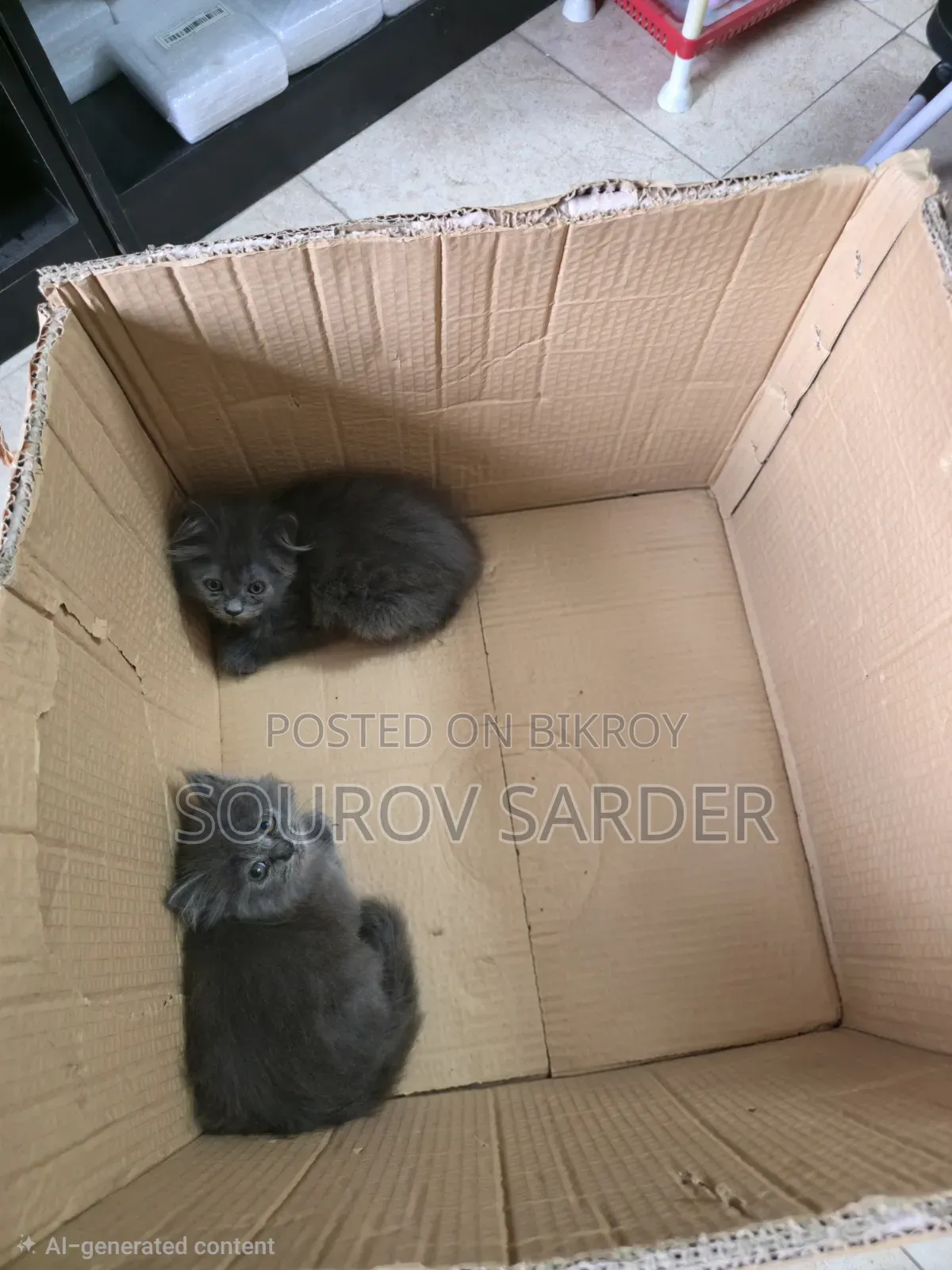 1-3 months Female Purebred Persian
