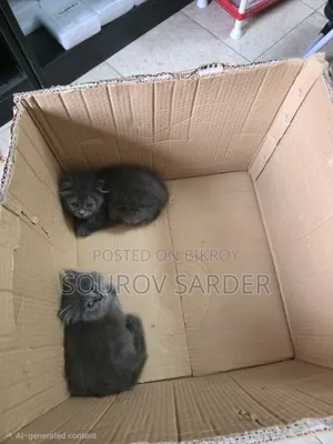 1-3 months Female Purebred Persian