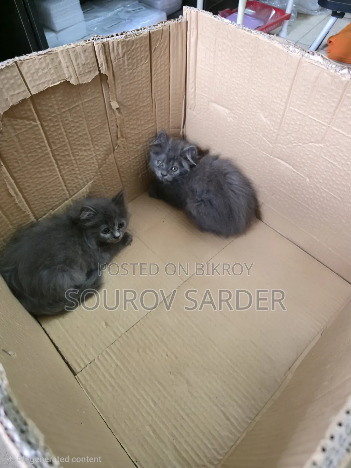 1-3 months Female Purebred Persian