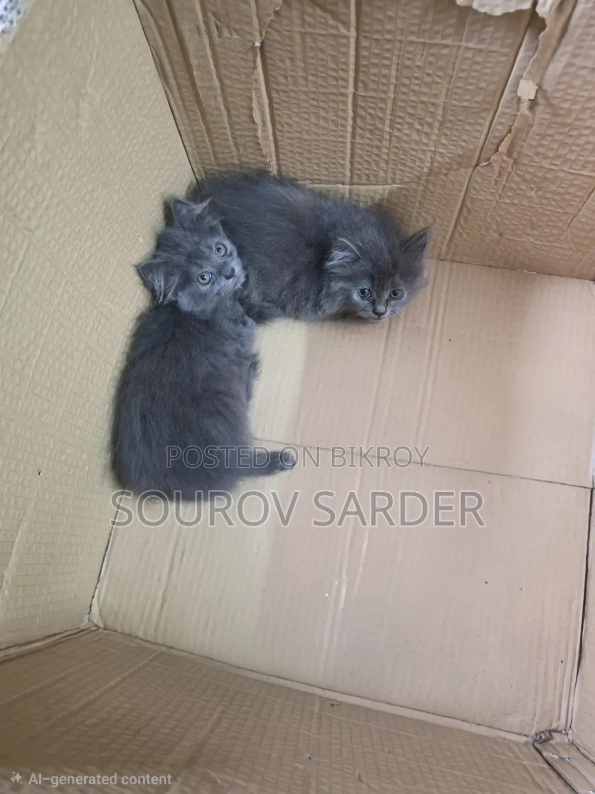 1-3 months Female Purebred Persian