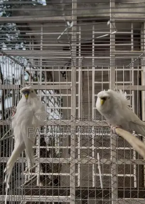 Japanese Budgerigar