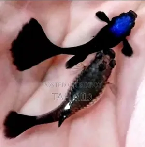Guppy Fish Package