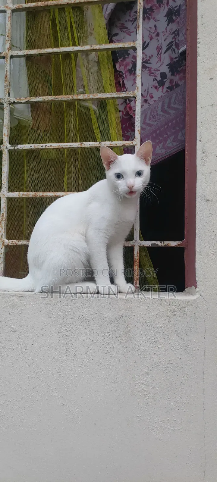 3-6 Months Female Mixed Breed Cat