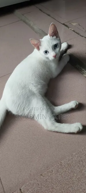 3-6 Months Female Mixed Breed Cat