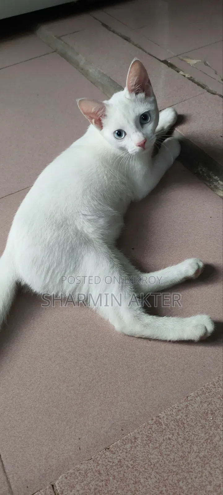 3-6 Months Female Mixed Breed Cat
