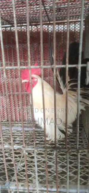 Fancy Pigeon for Sale