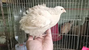 European Cotnix Quail