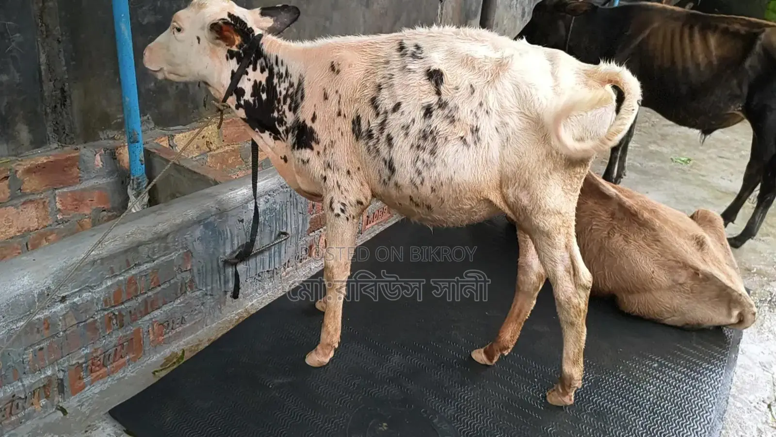বকনা বাচ্চা