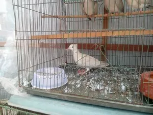 খাচা বিক্রি