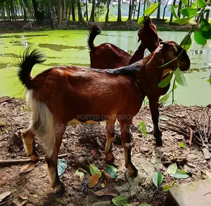 One Pair of Buck Goats