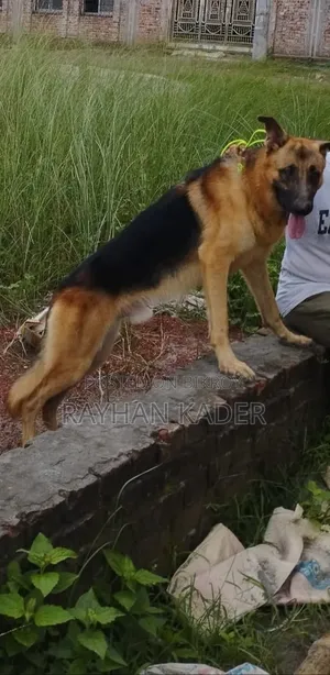 6-12 Months Male Purebred German Shepherd