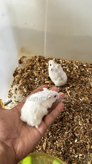 Winter White Hamster