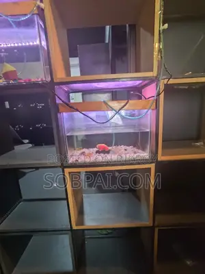 Beautiful 15x9" Clear Glass Aquarium With LED Light Full Setup