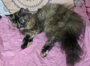 3-6 Months Female Mixed Breed Persian