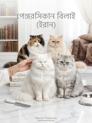 3-6 Months Male Purebred Ocicat