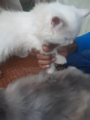 3-6 Months Male Purebred Ocicat