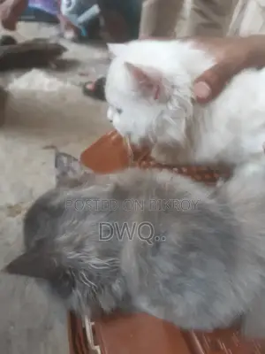 3-6 Months Male Purebred Ocicat