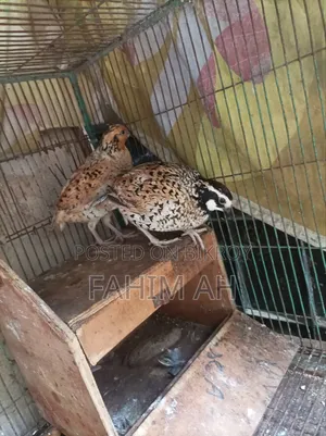 বব কোয়েল ডিম এবং বাচ্চা বিক্রি