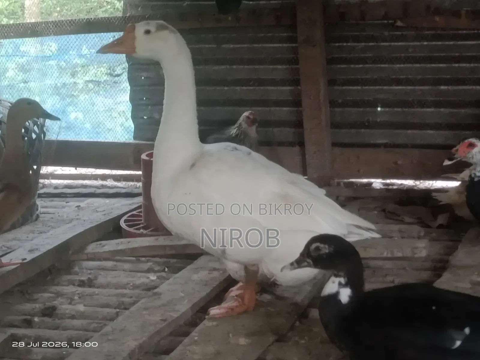 A male goose for sale
