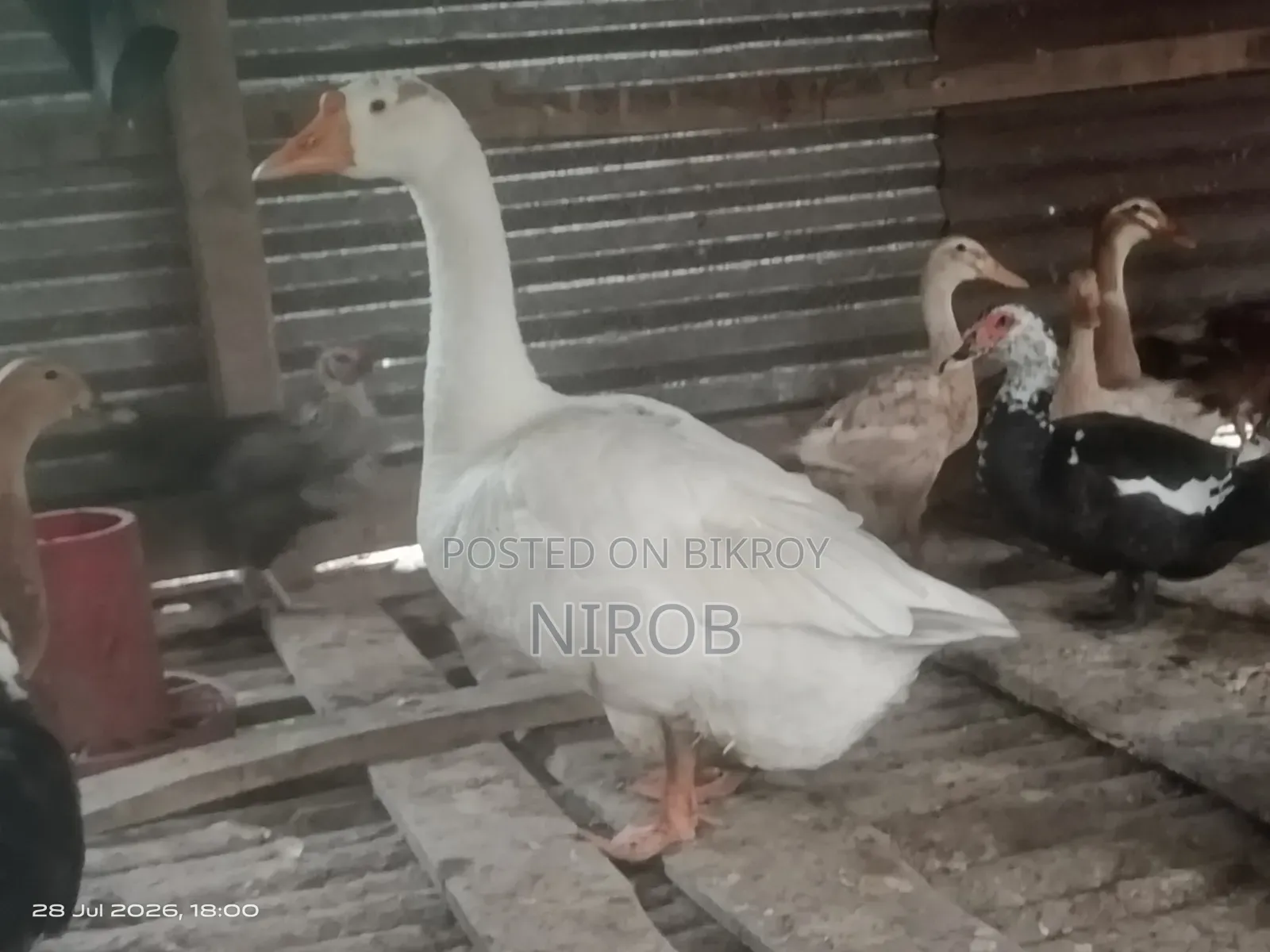 A male goose for sale