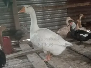 A male goose for sale