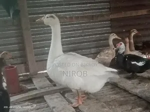 A male goose for sale