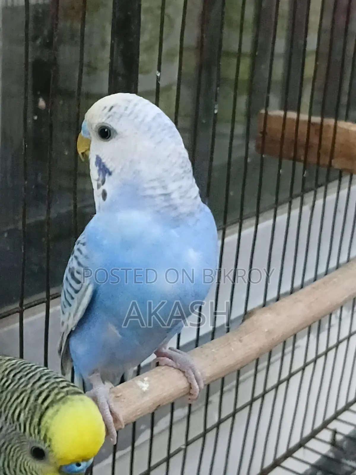 2 Adult Male Lovebird Parrots for Sale