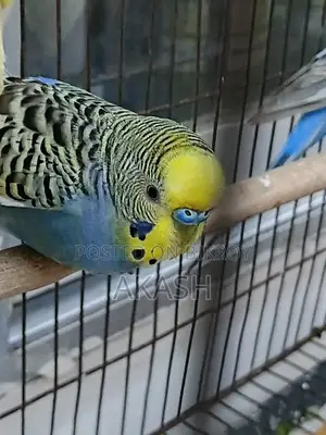 2 Adult Male Lovebird Parrots for Sale