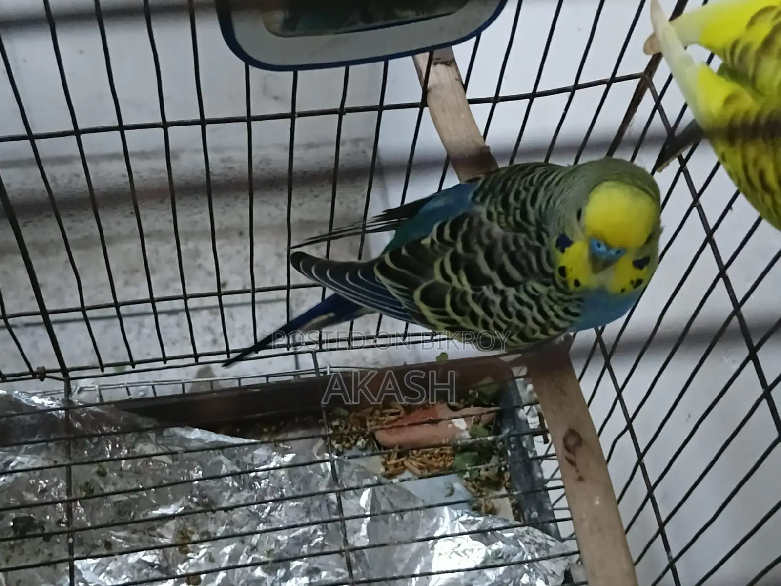 2 Adult Male Lovebird Parrots for Sale