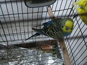 2 Adult Male Lovebird Parrots for Sale