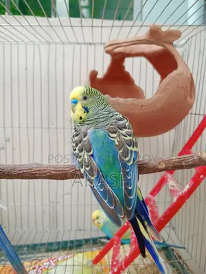 2 Adult Male Lovebird Parrots for Sale