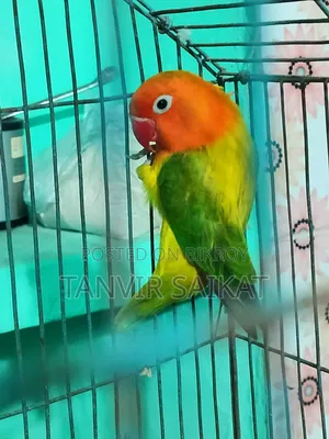 Running Green Euwing Opaline Female Dna