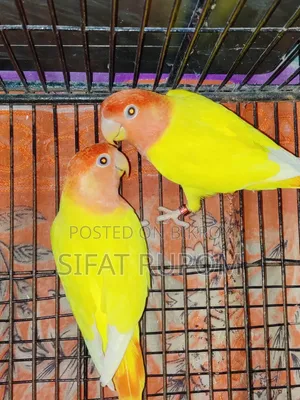 পূর্ণবয়স্ক লুটিনো পিচ-ফেসড লাভবার্ড জোড়া