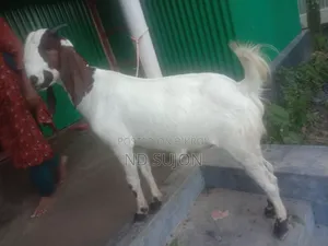 Large Castrated Goat Two Teeth Parrot Cross