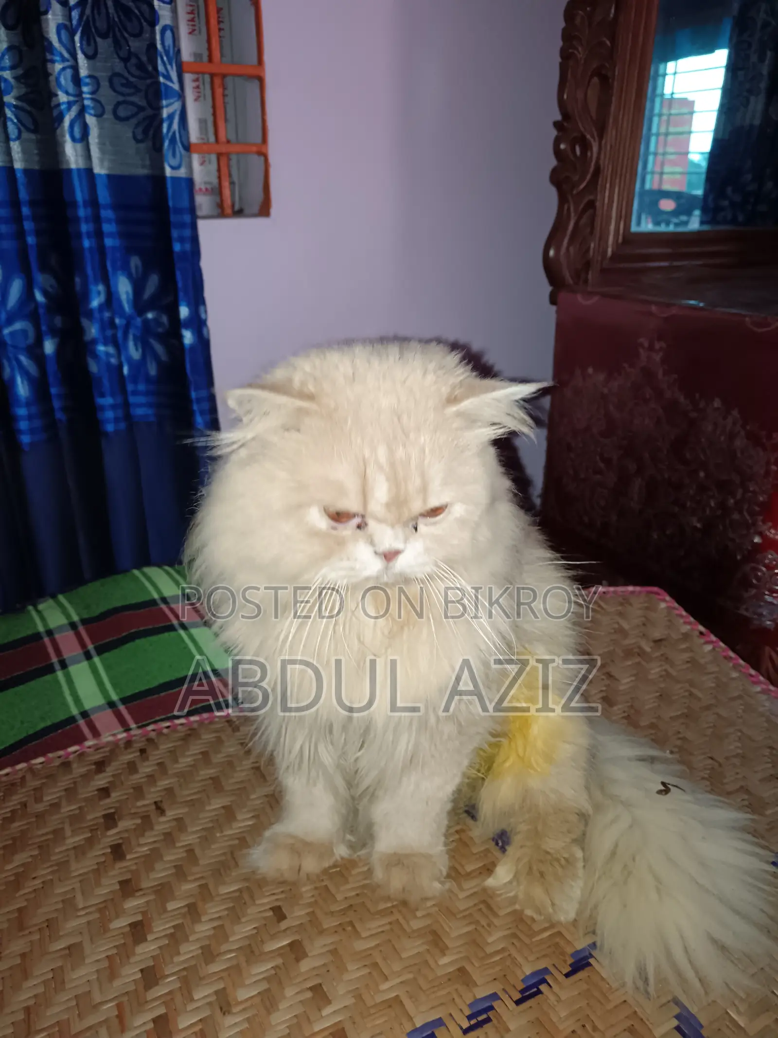 ৬-১২ মাসের মেল পিওরব্রেড পার্সিয়ান