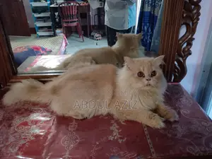৬-১২ মাসের মেল পিওরব্রেড পার্সিয়ান