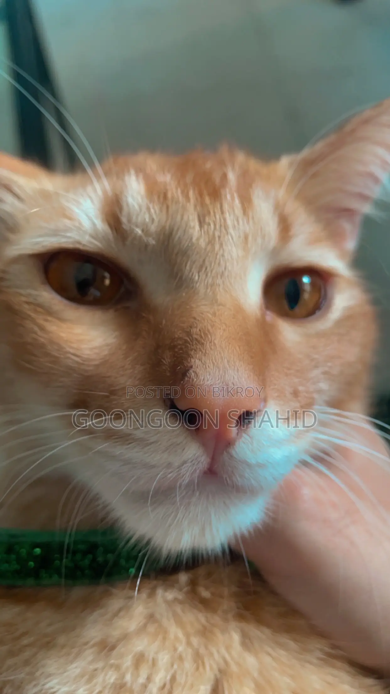 6-12 Months Male Mixed Breed Cat
