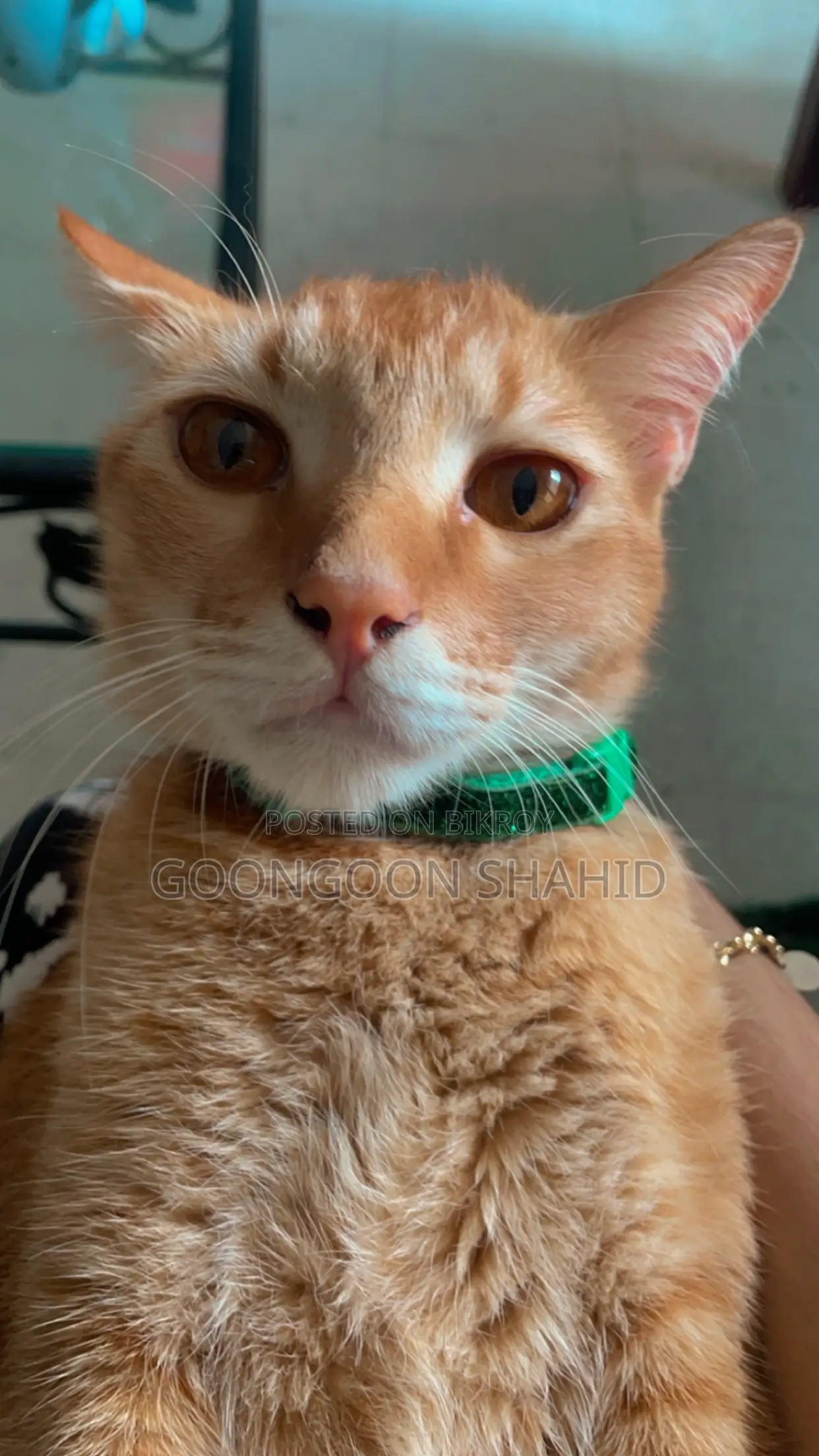 6-12 Months Male Mixed Breed Cat