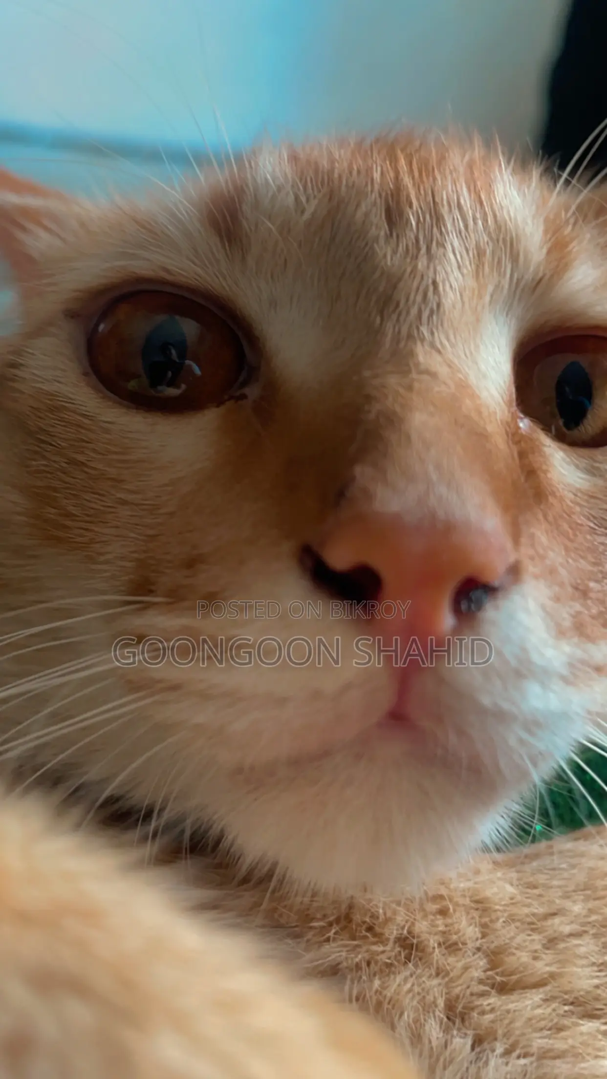 6-12 Months Male Mixed Breed Cat