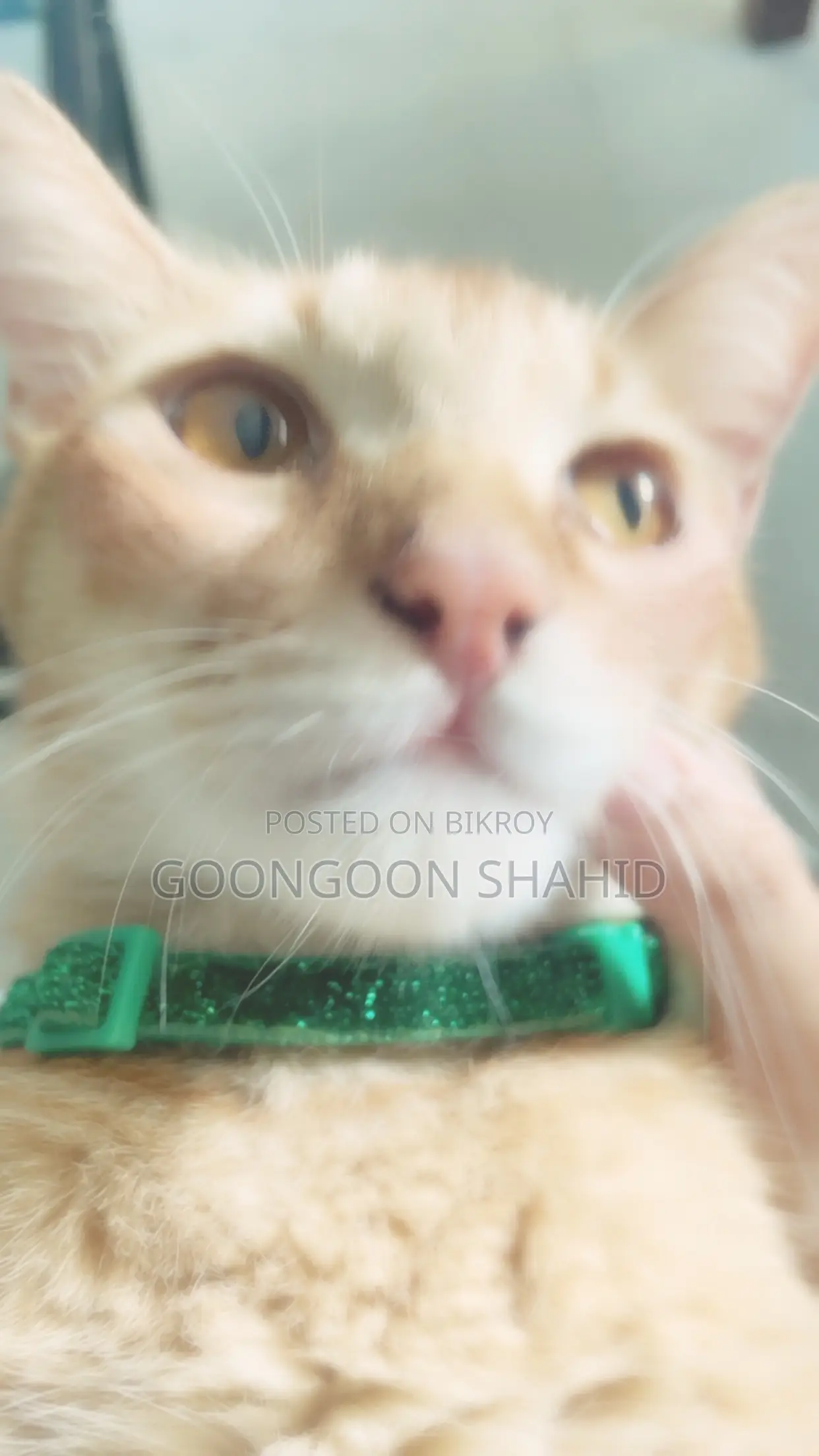 6-12 Months Male Mixed Breed Cat