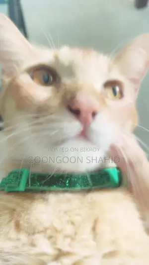 6-12 Months Male Mixed Breed Cat