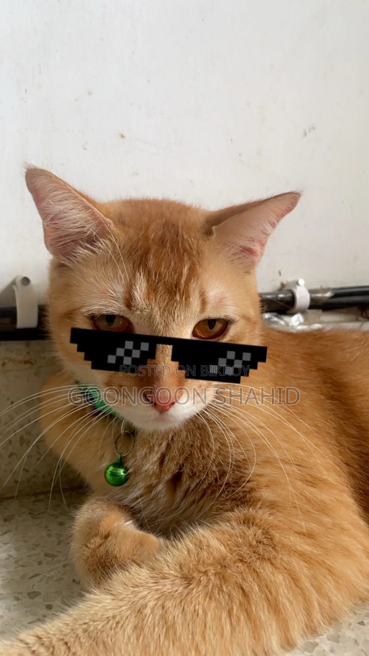 6-12 Months Male Mixed Breed Cat