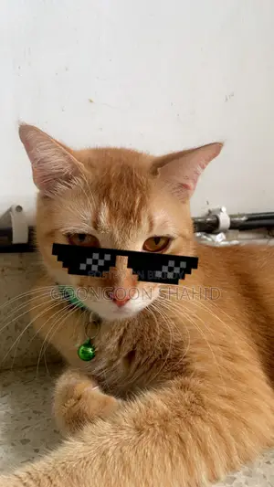 6-12 Months Male Mixed Breed Cat
