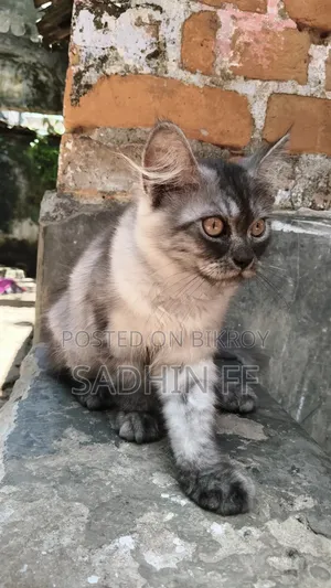 1-3 months Male Purebred Persian